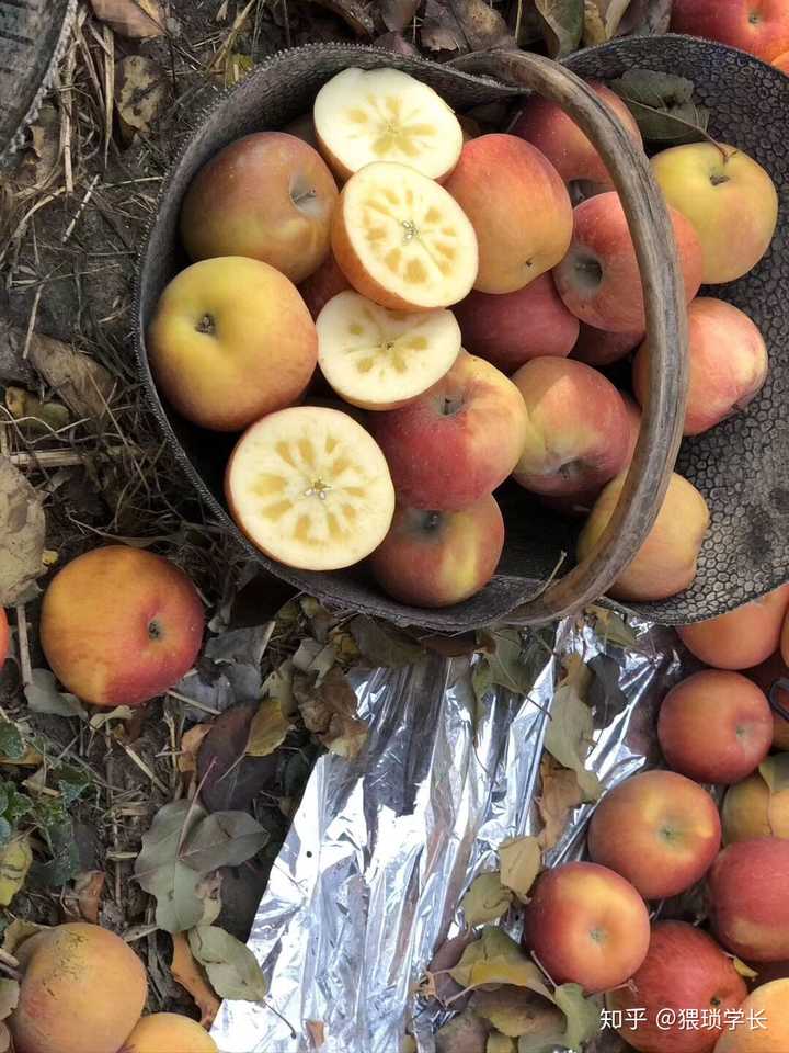 阿克苏_新疆阿克苏天气_阿克苏事件