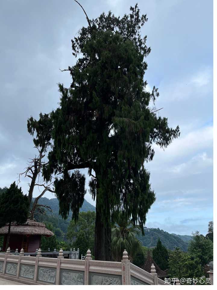 梅州灵光寺：历史底蕴与美食魅力，探秘三奇神树，感受仙境日出