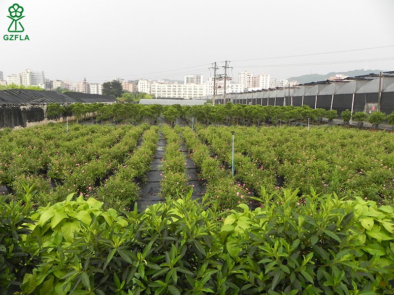 广州新优园林植物：绿化之魂，城市之美