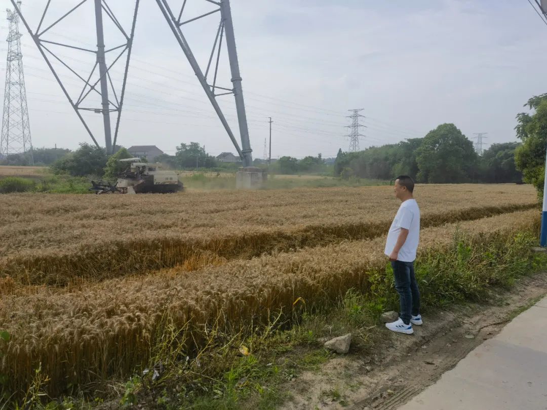 海门街道三夏大忙：小麦抢收，确保粮食尽早归仓