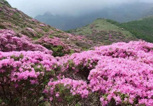 神农架_神农架在哪个城市_神农架景区电话