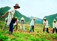 川北薅草锣鼓与唤马剪纸：四川民间艺术的瑰宝