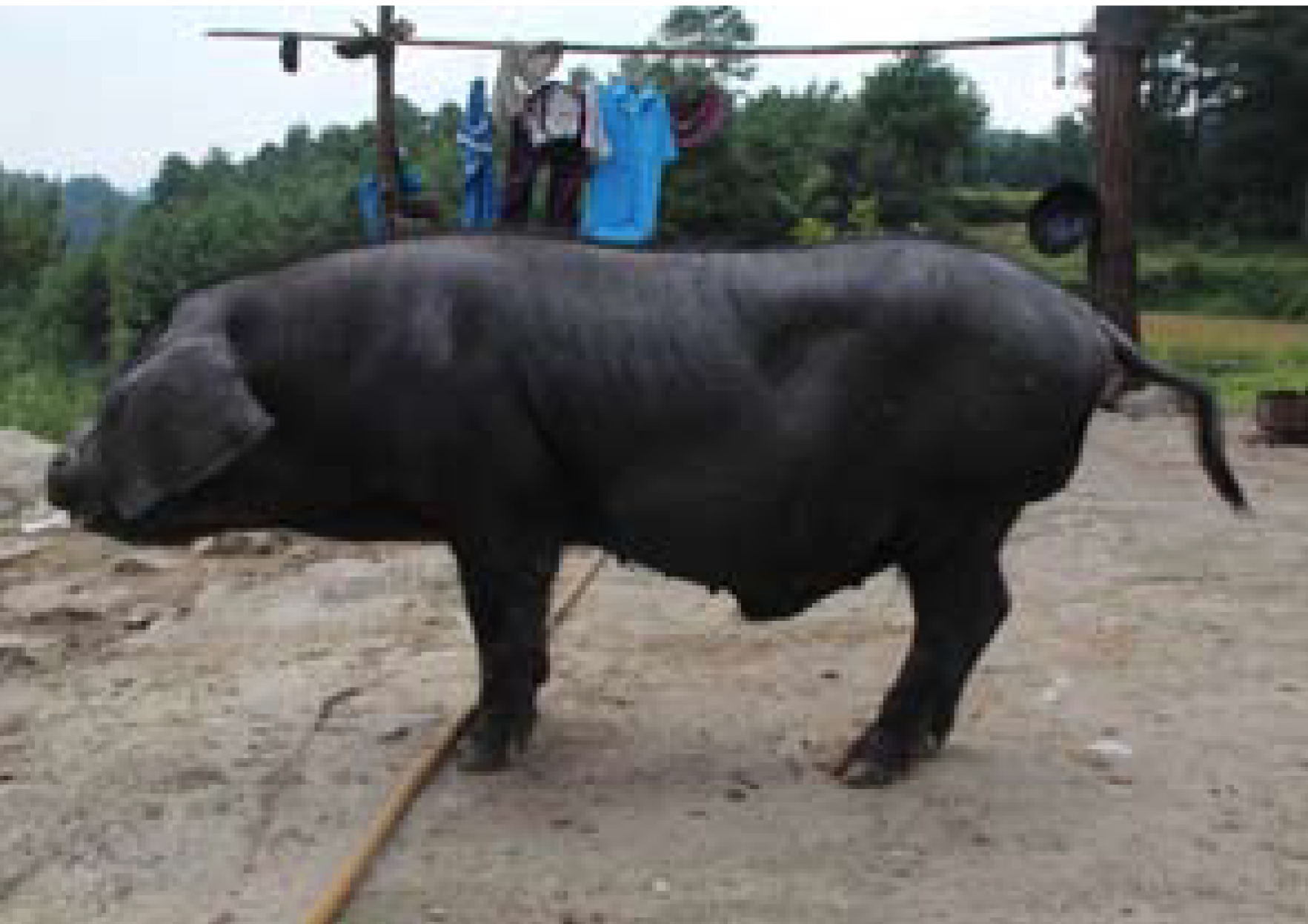 黔南黑猪：体型外貌特征与生产性能解析