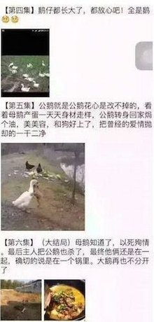 网红鹅并非亲吻而是公鹅帮母鹅解绳，背后故事令人动容